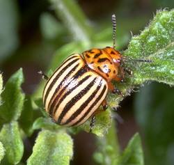 On Beetles