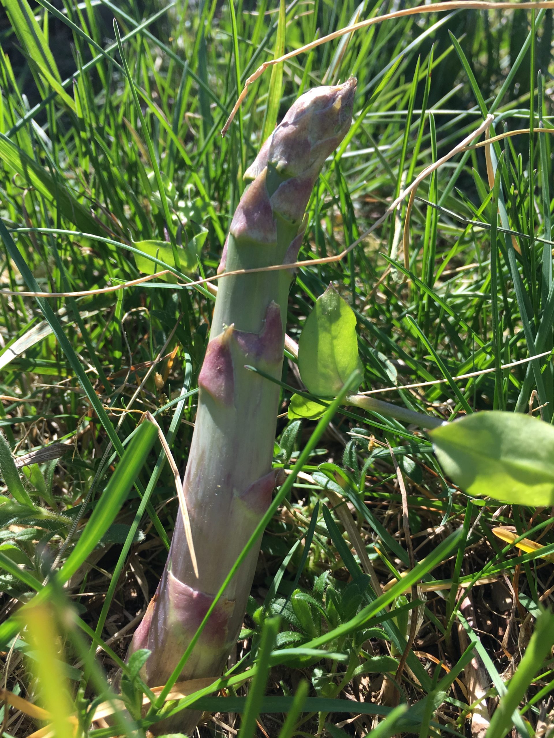 Asparagus