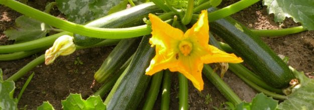 “Don’t worry,” said Jesus. Look at the zucchini! “Don’t worry,” said Jesus. Look at the zucchini!