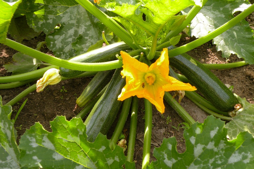 “Don’t worry,” said Jesus. Look at the zucchini!